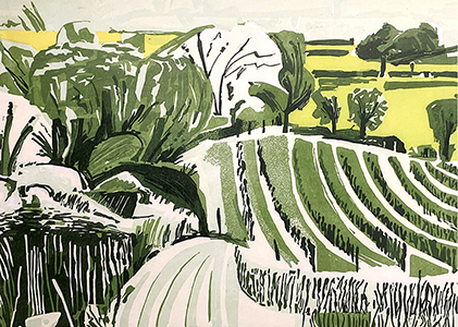 Vineyard on Wierton Hill